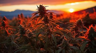 Bild zum Artikel: Cali Sorten