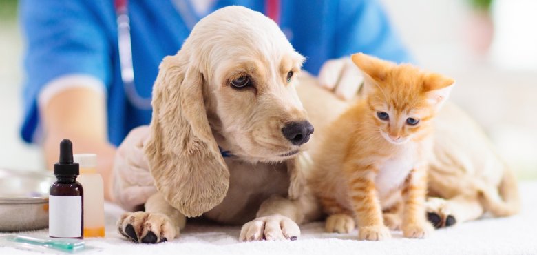 Katzenversicherung mit positiven Erfahrungen