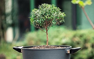 Pfannen made in Germany