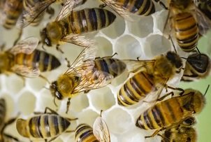 Bienenpatenschaft als CSR-Strategie