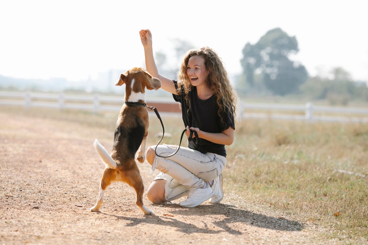Günstige Hundeversicherung finden