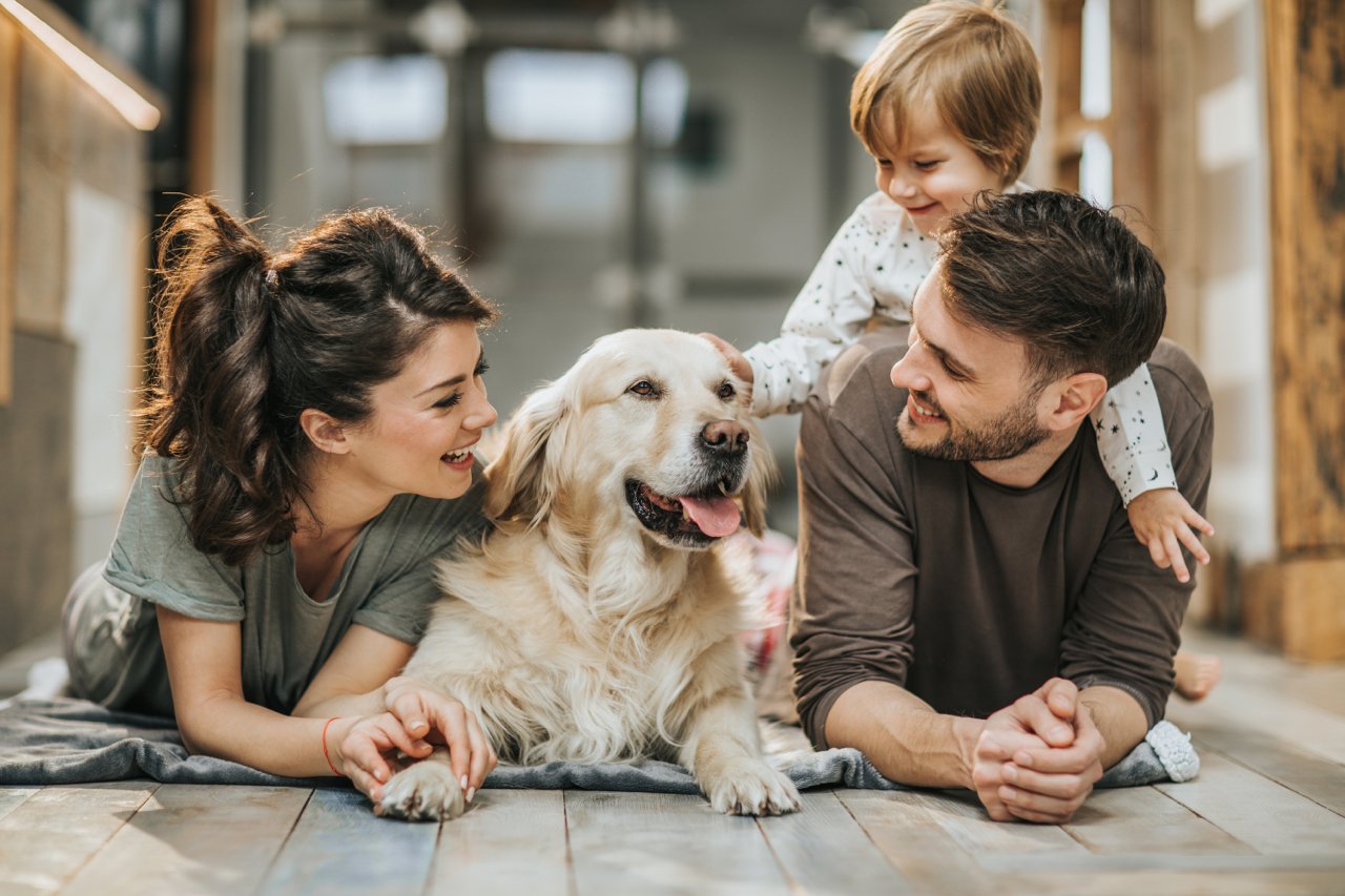 Günstige Hundeversicherung finden