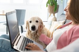 Bild zum Artikel: Beste Hundeversicherung finden