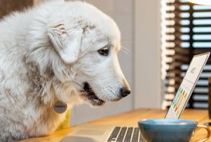 Hundekrankenversicherung Beratung Hundekrankenversicherung Beratung