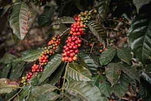 Spezialitätenkaffee für jeden Geschmack