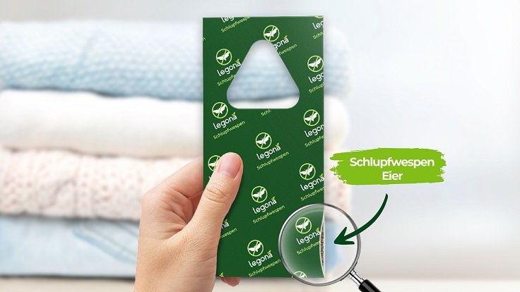 Kleidermotten bekämpfen: Erfahrungen mit Schlupfwespen