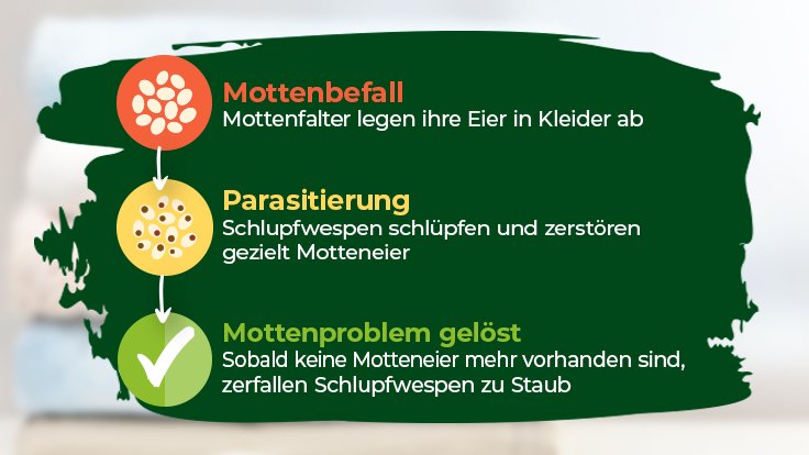 Kleidermotten bekämpfen: Erfahrungen mit Schlupfwespen