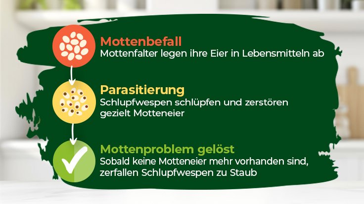 Lebensmittelmotten effektiv bekämpfen: Erfahrungen mit Schlupfwespen