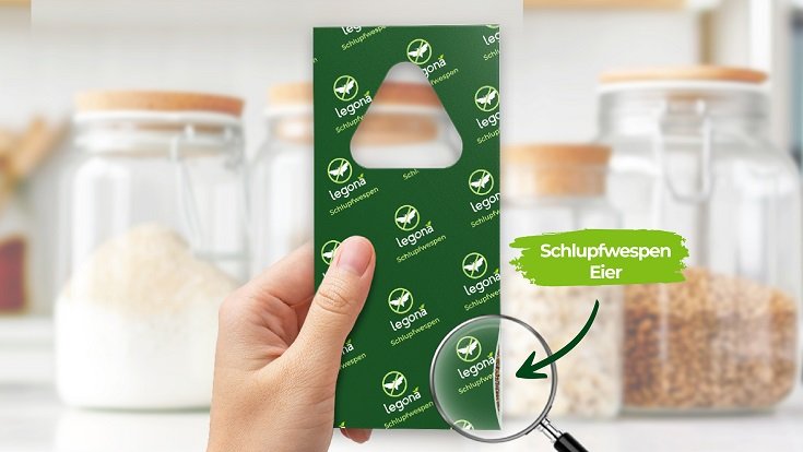 Lebensmittelmotten effektiv bekämpfen: Erfahrungen mit Schlupfwespen