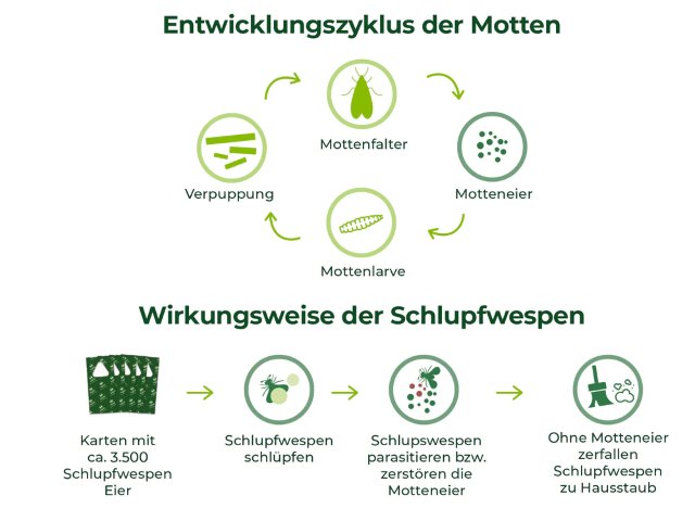 Motten in der Wohnung bekämpfen mit Schlupfwespen