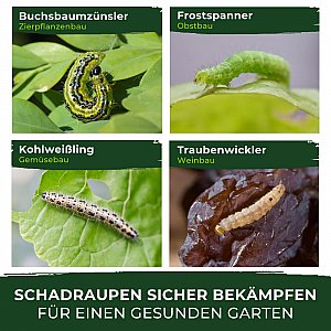 buchsbaumzuensler mit xentari bekämpfen