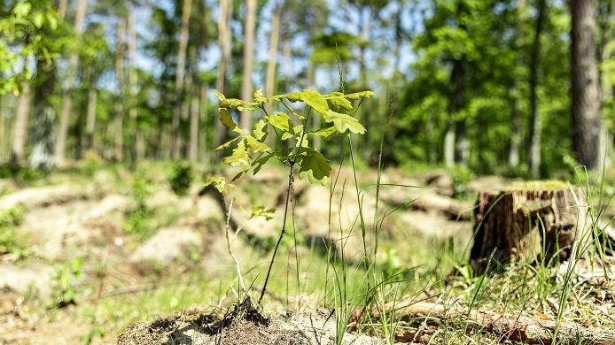 Ausgleichsflächen-Preise bei Lindhorst Aufforstung Ausgleichsflächen-Preise bei Lindhorst Aufforstung