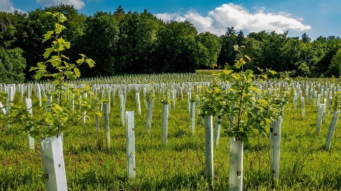 Ausgleichsflächen-Preise bei Lindhorst Aufforstung Ausgleichsflächen-Preise bei Lindhorst Aufforstung