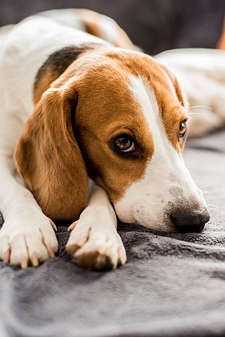 Den eigenen Hund mit PetFokus Agility Complete unterstützen Den eigenen Hund mit PetFokus Agility Complete unterstützen