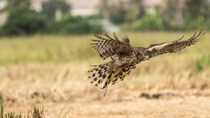 Headhunter mit Erfahrung für Führungspositionen