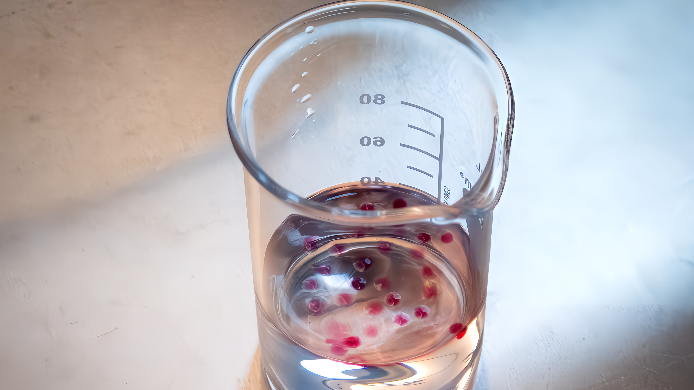 Zellkulturtechnik - Hydrogelkapseln aus dem Bioreaktor im Becherglas gesammelt