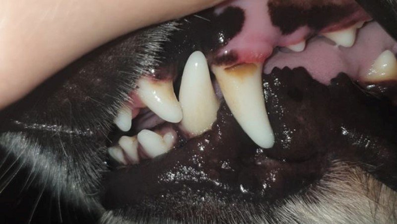 Tierliebhaber Dentalspray - Erfahrungen