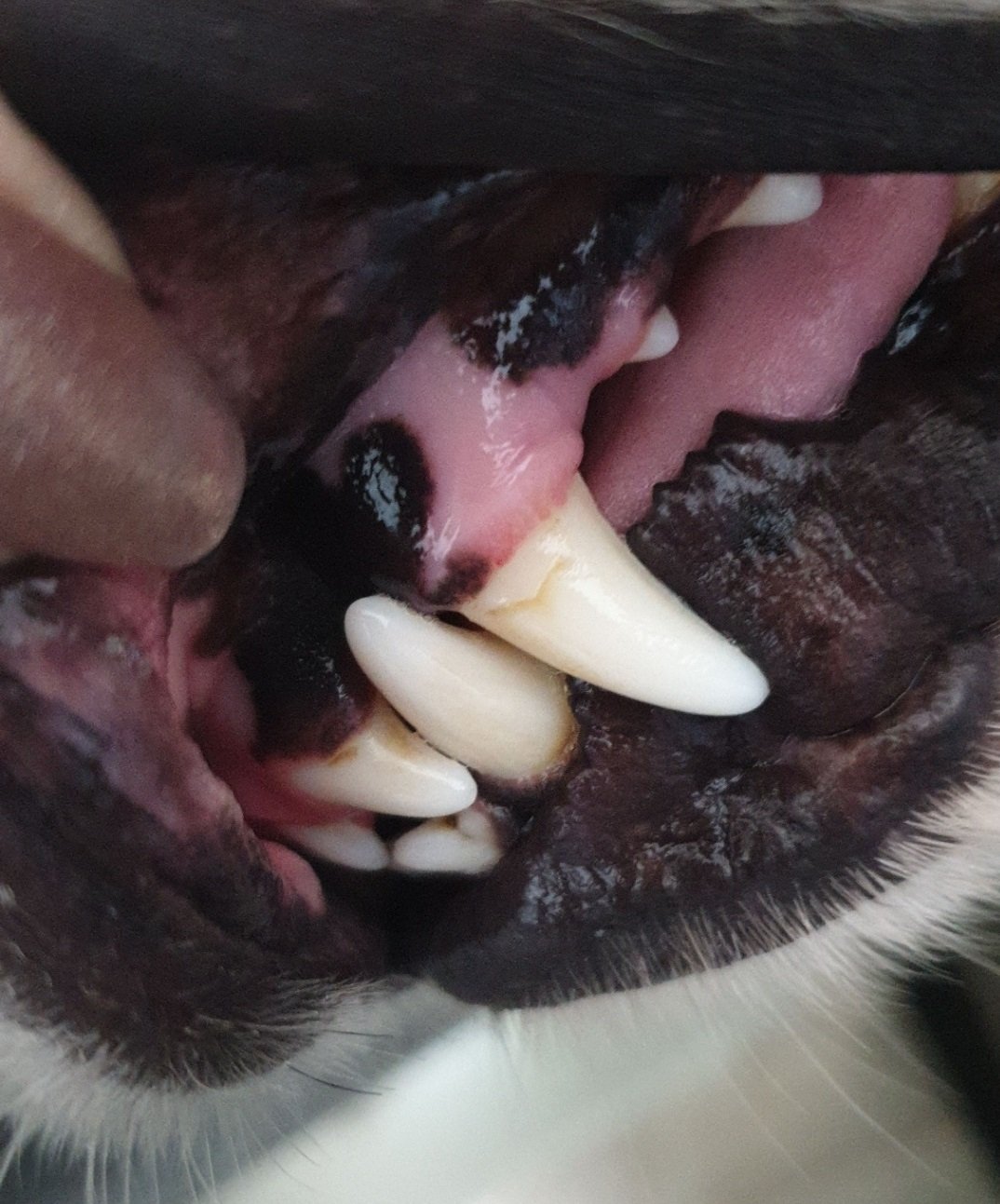 Tierliebhaber Dentalspray - Erfahrungen