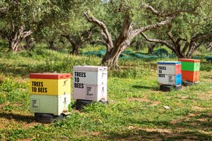 OLIVE TREE PEOPLE OLIVE TREE PEOPLE