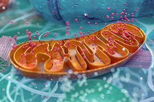 Mitochondriale Medizin