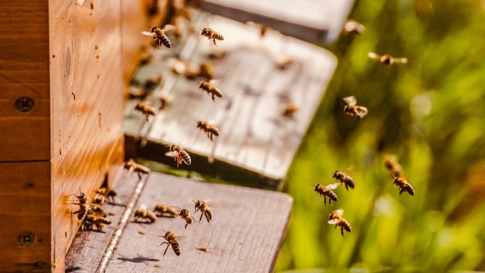Bienengiftsalbe im Vergleich