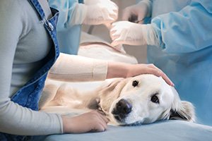 Arthrose beim Hund vorbeugen