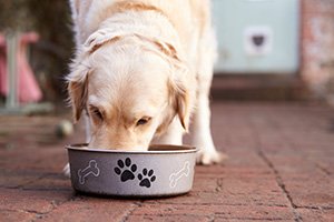 Arthrose beim Hund vorbeugen