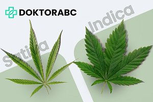 Sativa vs. Indica