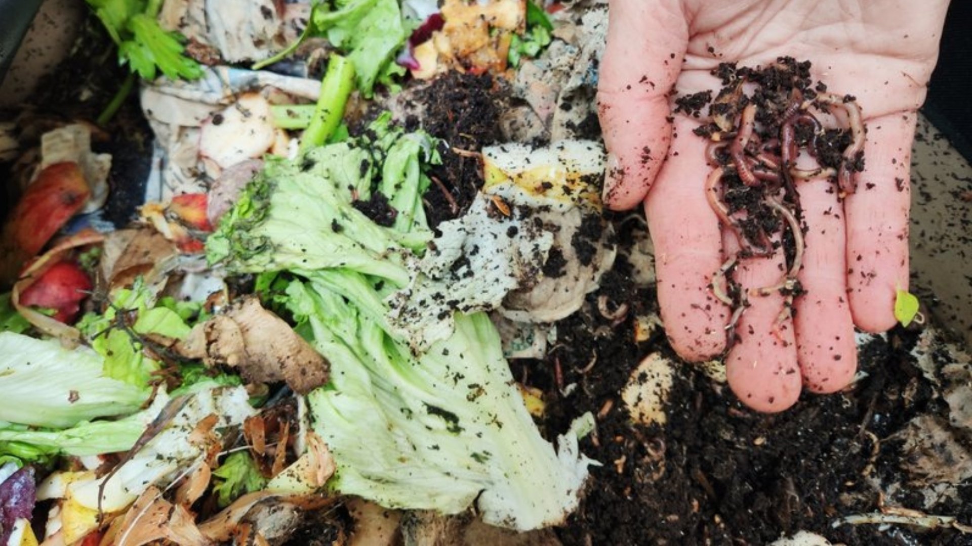 Bokashi vs. Wurmkiste: der Vergleich Bokashi vs. Wurmkiste: der Vergleich