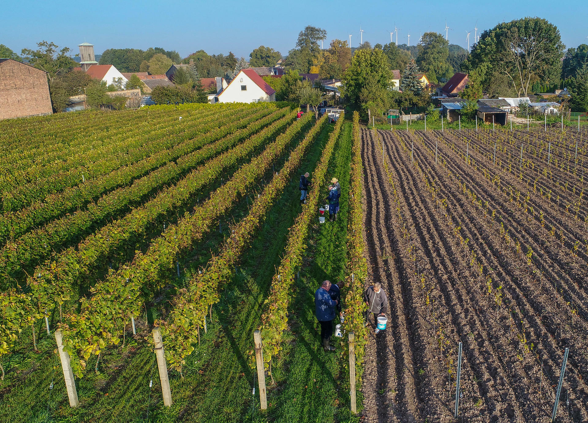 Schwabischer Zechwein Tschuss Trollinger