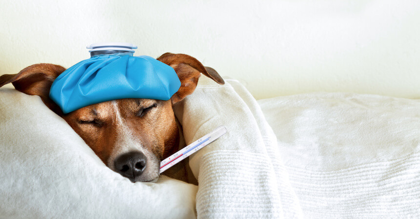 Hundekrankenversicherung