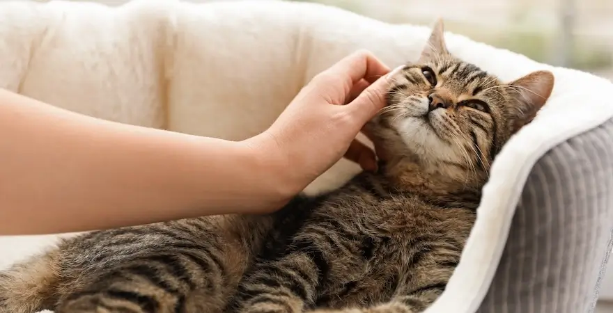Katzenversicherung Kosten Vergleich